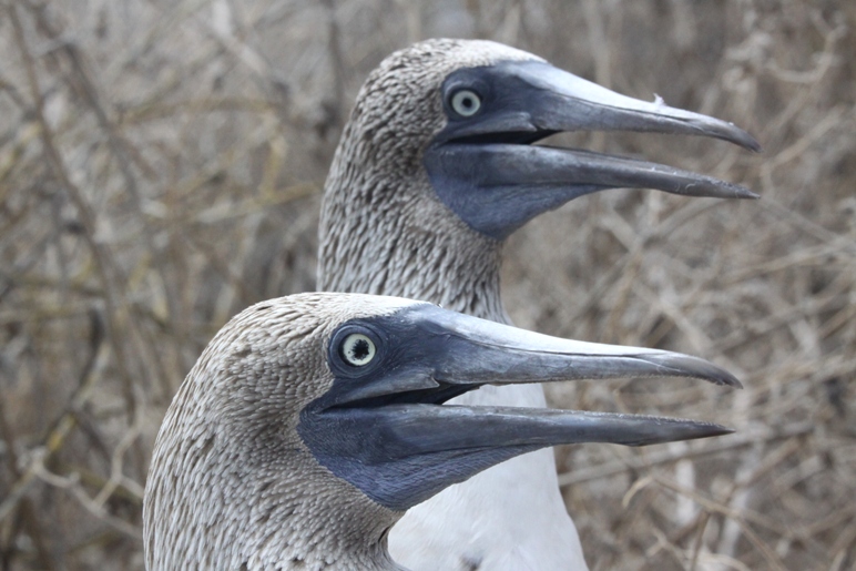 galapagos